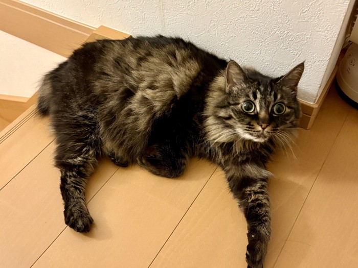 目を丸くし片腕を伸ばして床でくつろぐ猫