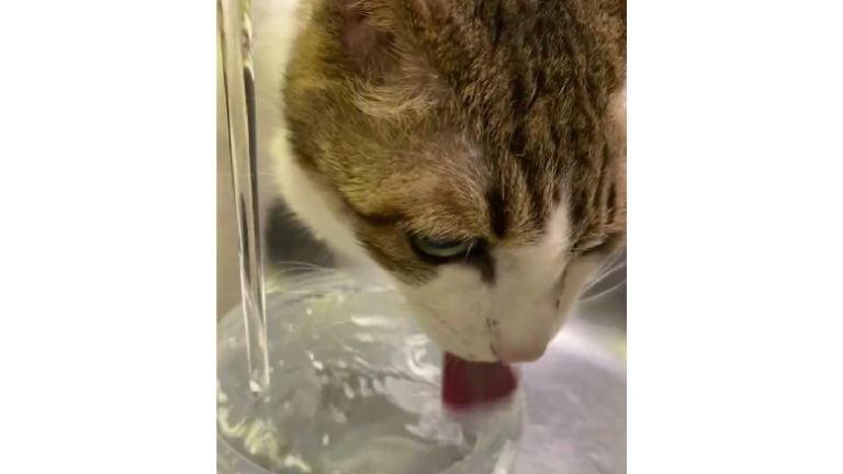 シンクで水を飲む猫