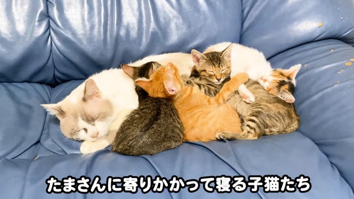 眠る猫たち
