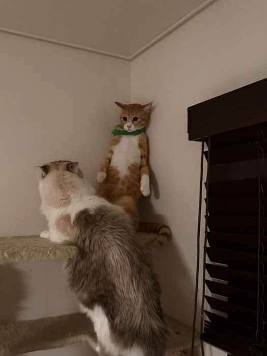 後輩猫を指導するかのような先輩猫