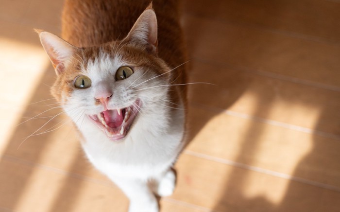 鳴いている猫