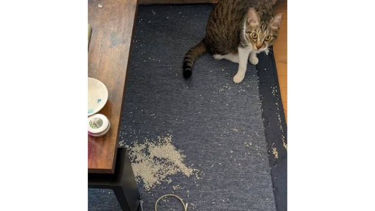 散らかった部屋と猫