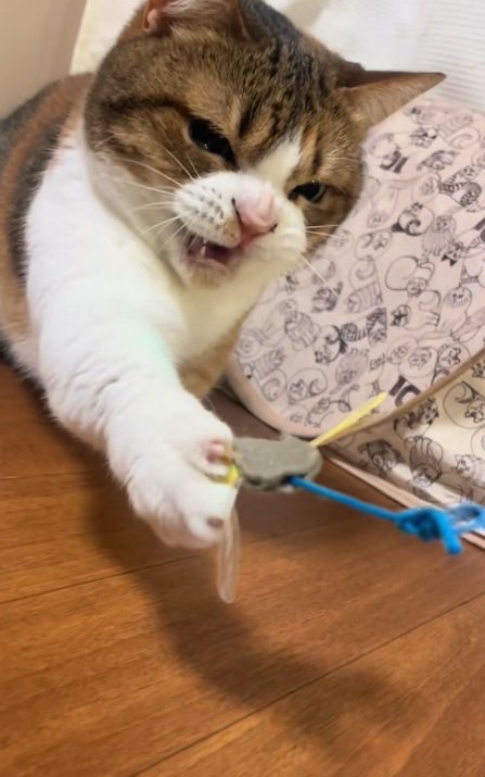 ねこじゃらしに威嚇するマンチカン