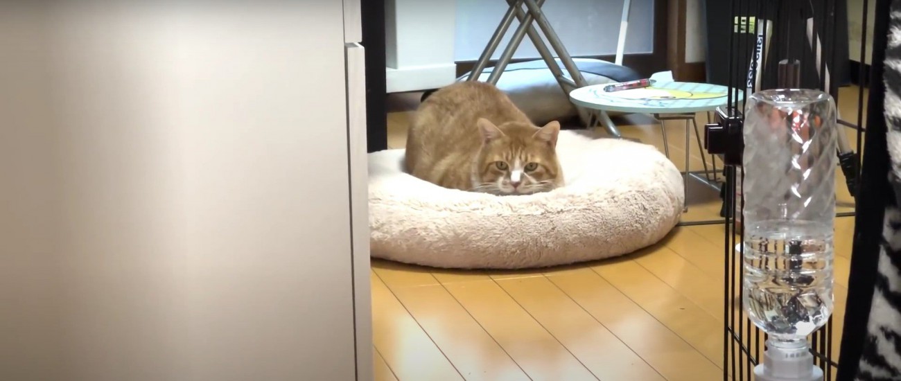 ベッドの上でくつろぐ猫