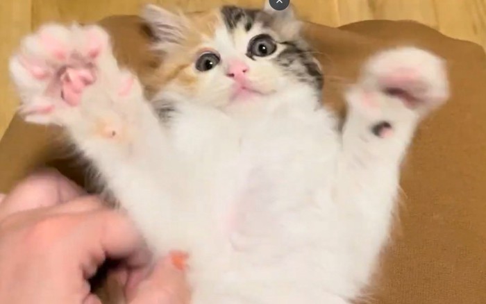 仰向け子猫