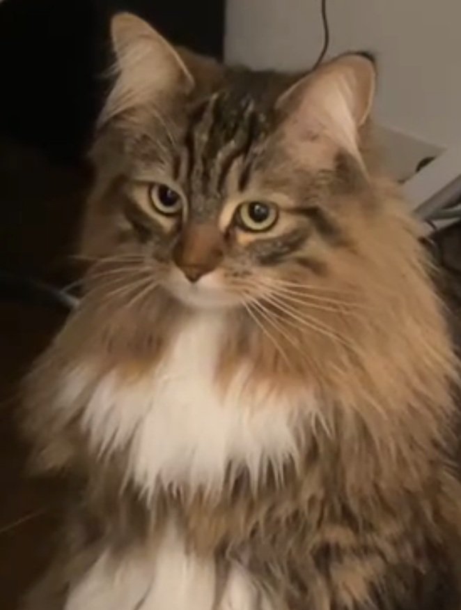 横目で見る猫