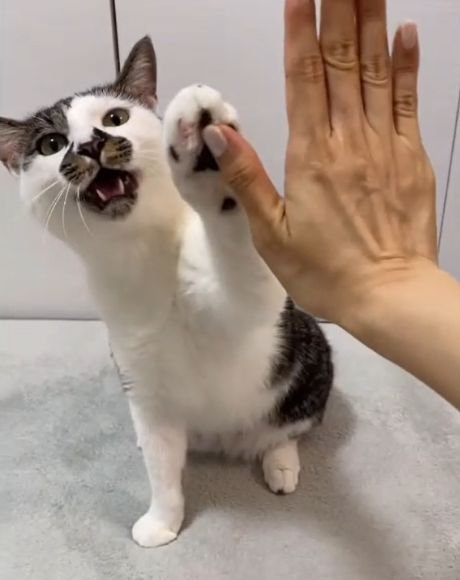 左前足で人の手にタッチする猫