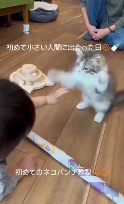 猫パンチをする子猫