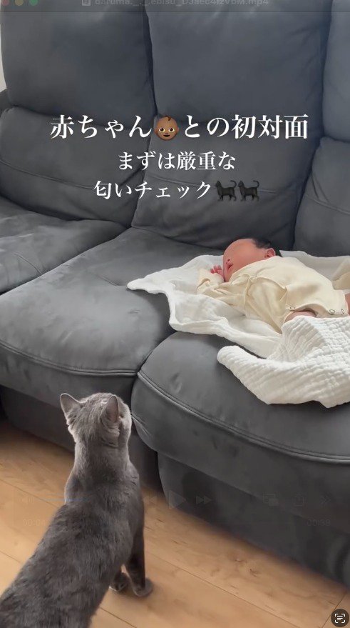ソファの上で横になっている赤ちゃんを見上げるグレーの猫