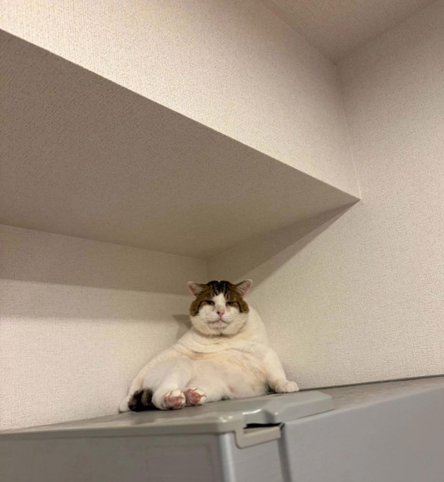 偉そうに休む猫
