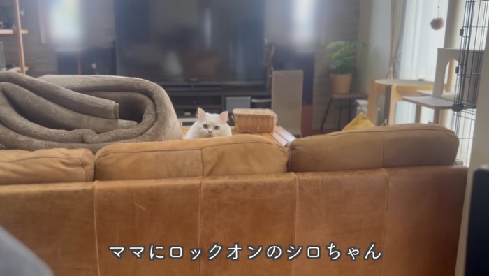 ロックオンしているシロちゃん