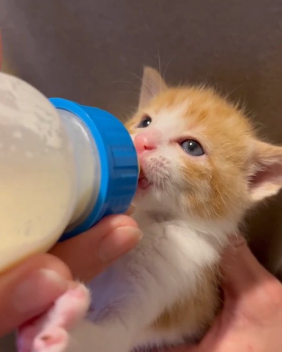 ミルクを飲む茶白の子猫