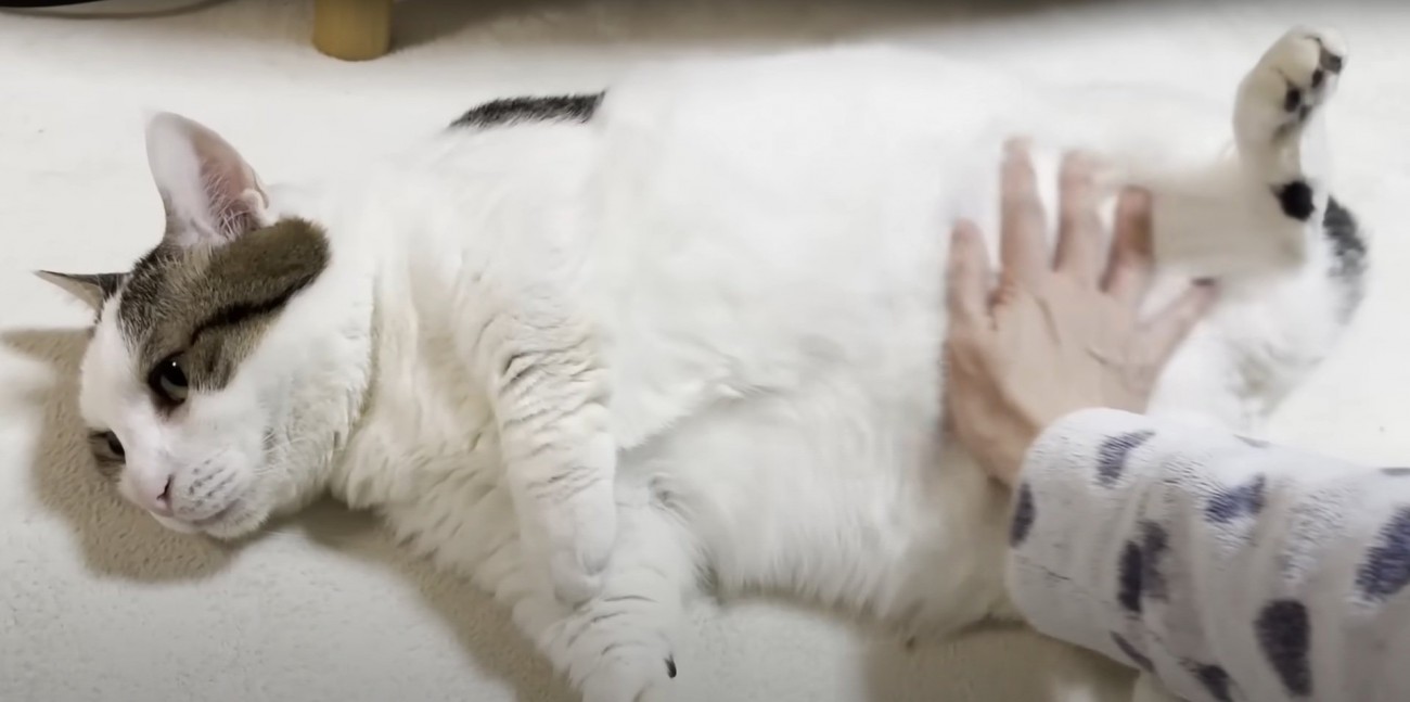 へそ天する豆大福くん