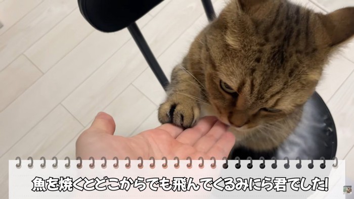 テロップ「魚を焼くと~」
