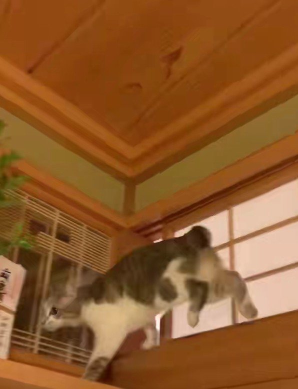 神棚の猫