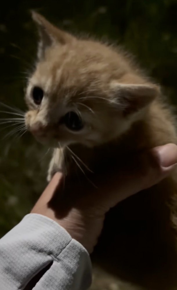 抱っこされる子猫