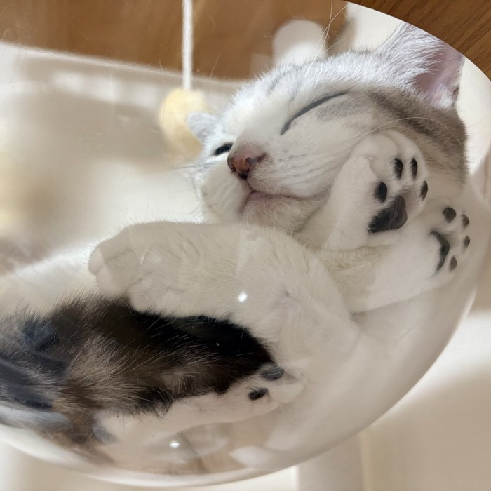 透明ボウルで寝ている猫の姿