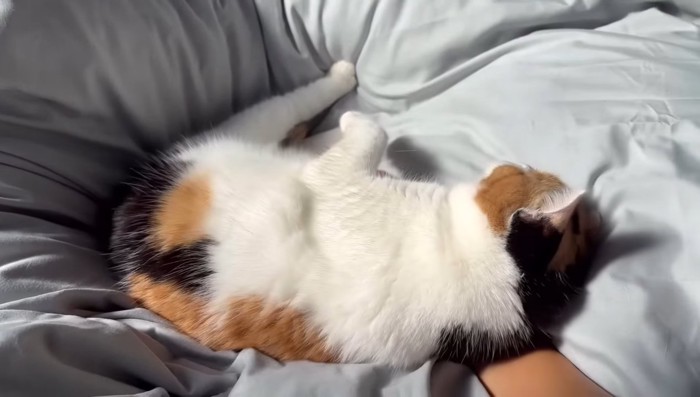 手の上に乗って