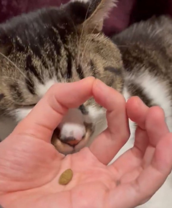 顔を近づける猫