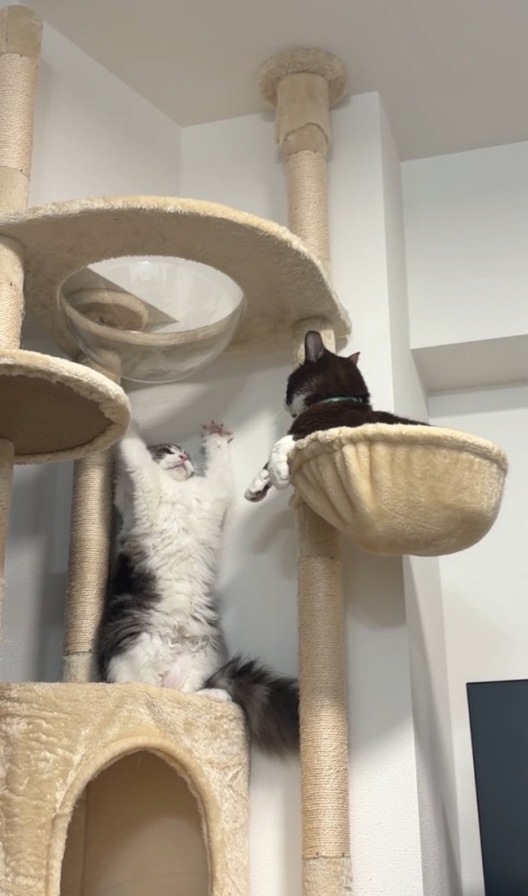 威嚇する猫と見つめる猫4