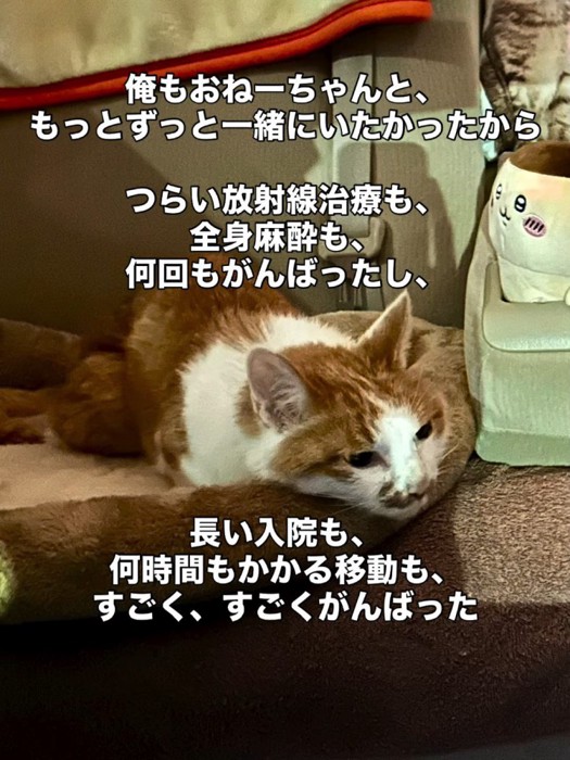 車の中で寝そべる猫