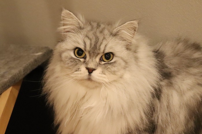 カメラ目線の猫