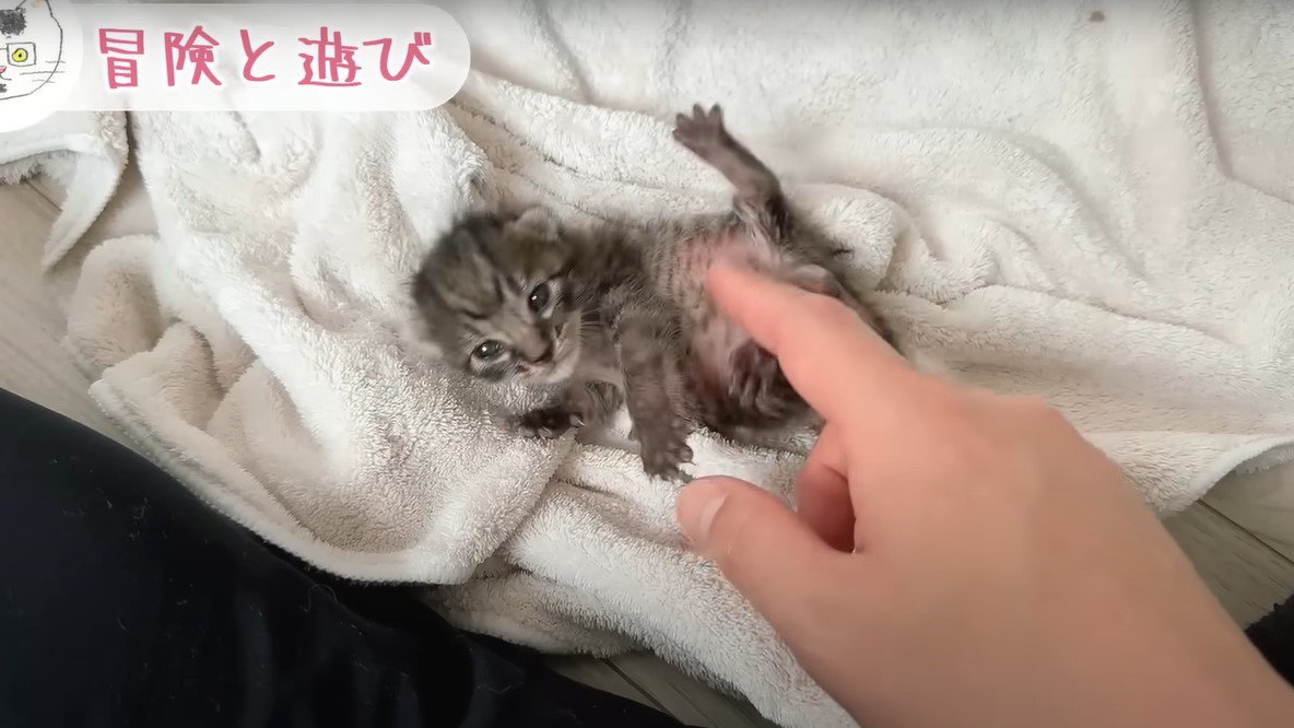 遊んでもらう子猫ちゃん