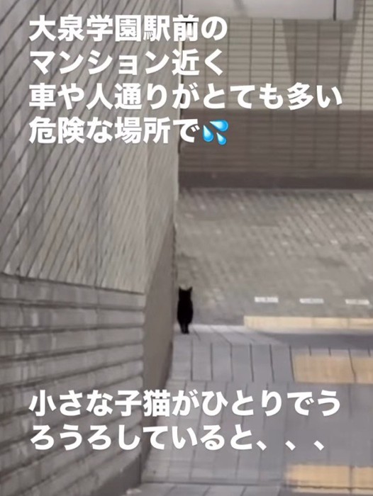階段を下りる猫