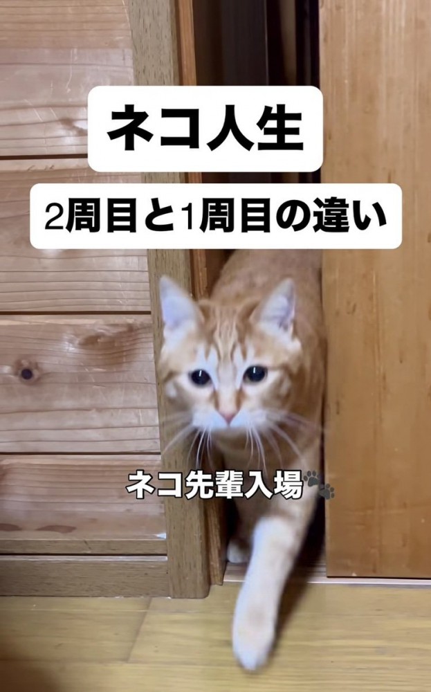 部屋に入ってくる茶トラ猫