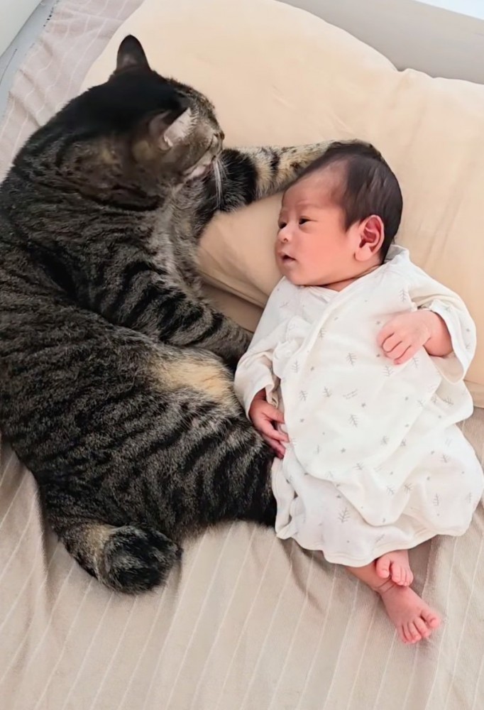 赤ちゃんの頭に前足を置く猫