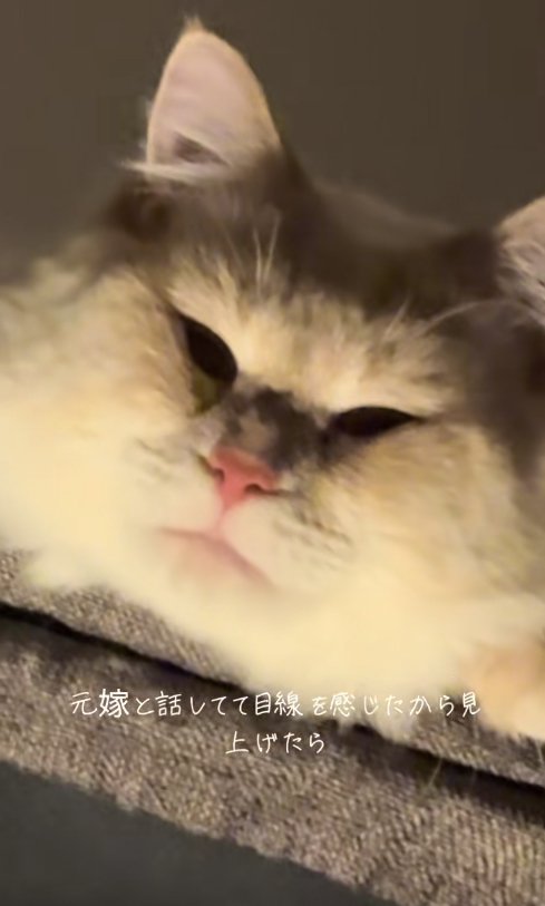 ライトアップされた猫の顔アップ