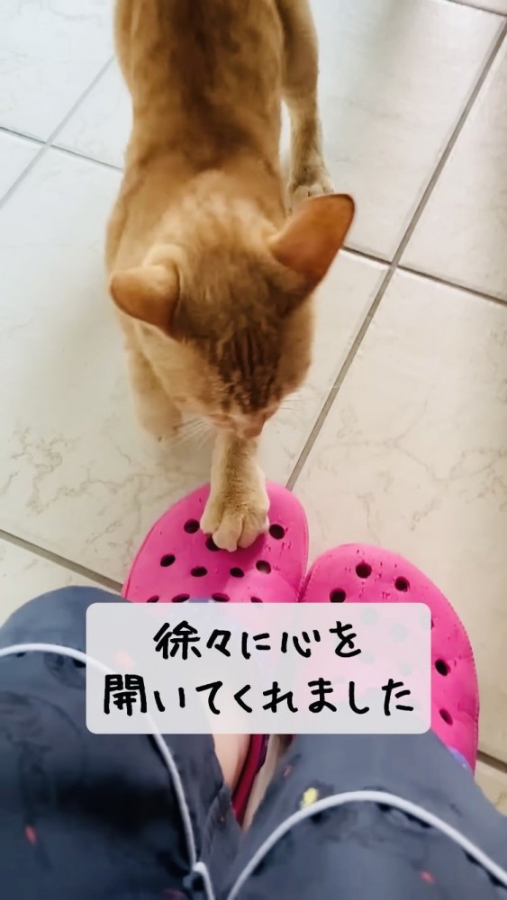 ママのサンダルで爪をとぐ子猫