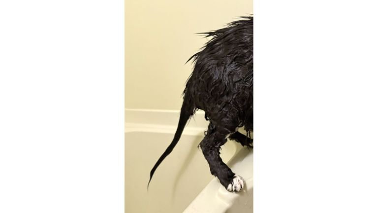 お風呂場にいる猫