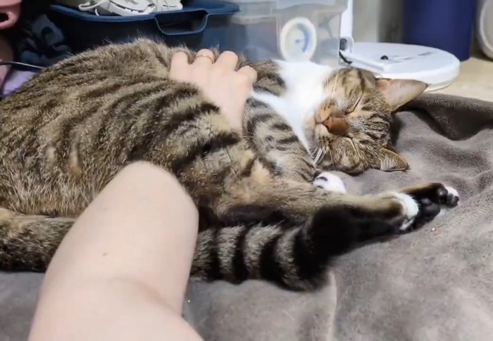 しっぽをピコピコさせている猫さん