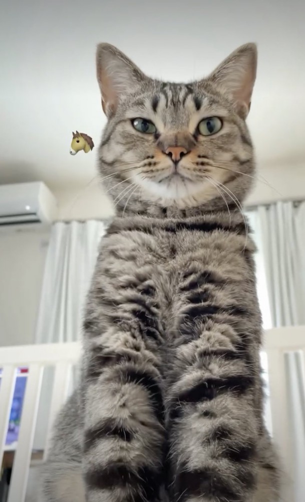 ウマのような鳴き声の猫