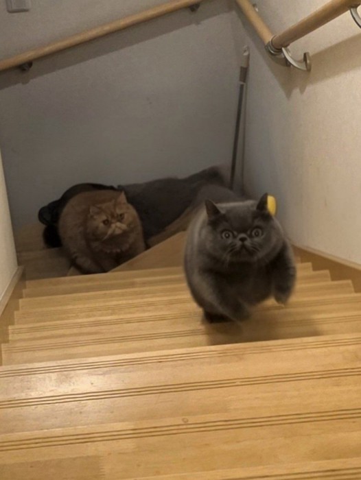 追われる弟猫（グレー）と追う兄猫（茶）