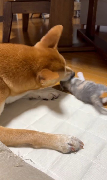 子猫をお世話する犬