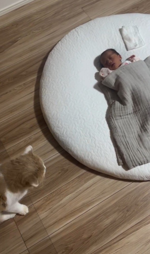 左側から見守る猫2