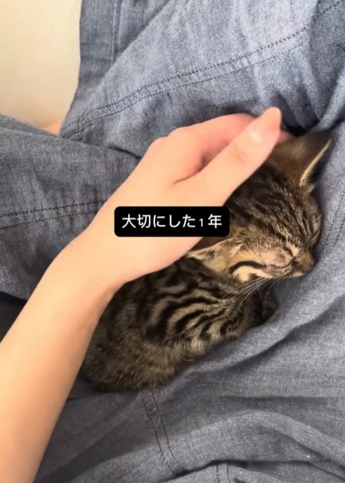 なでられる子猫