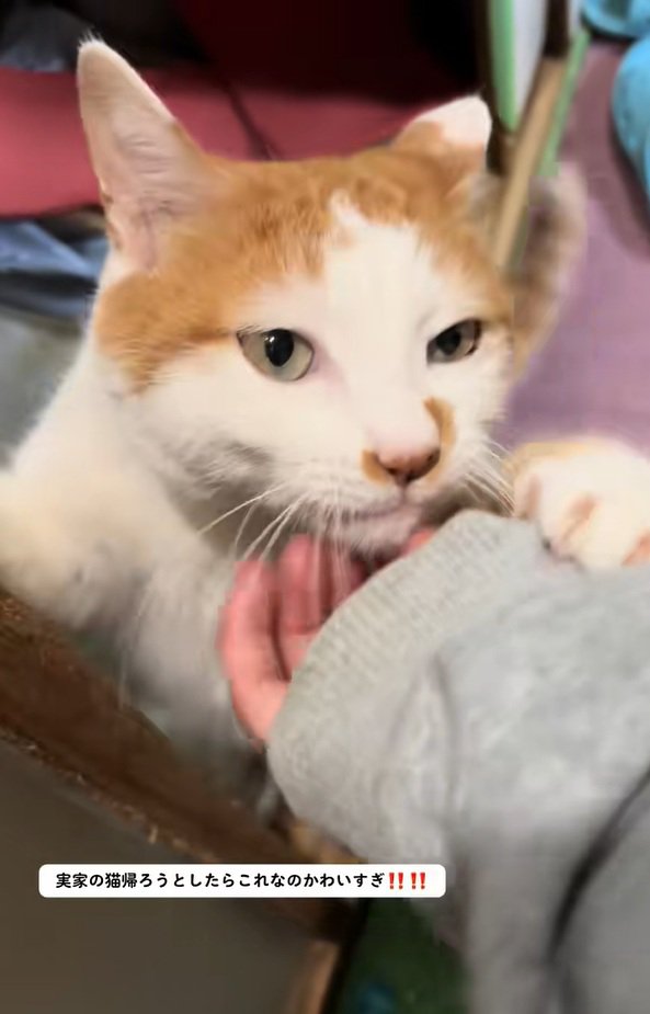 帰ることに気づいたねこちゃん