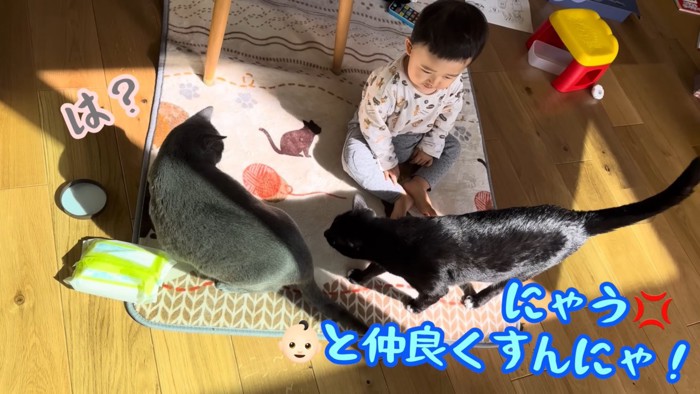 テロップ(右)「にゃう~」
