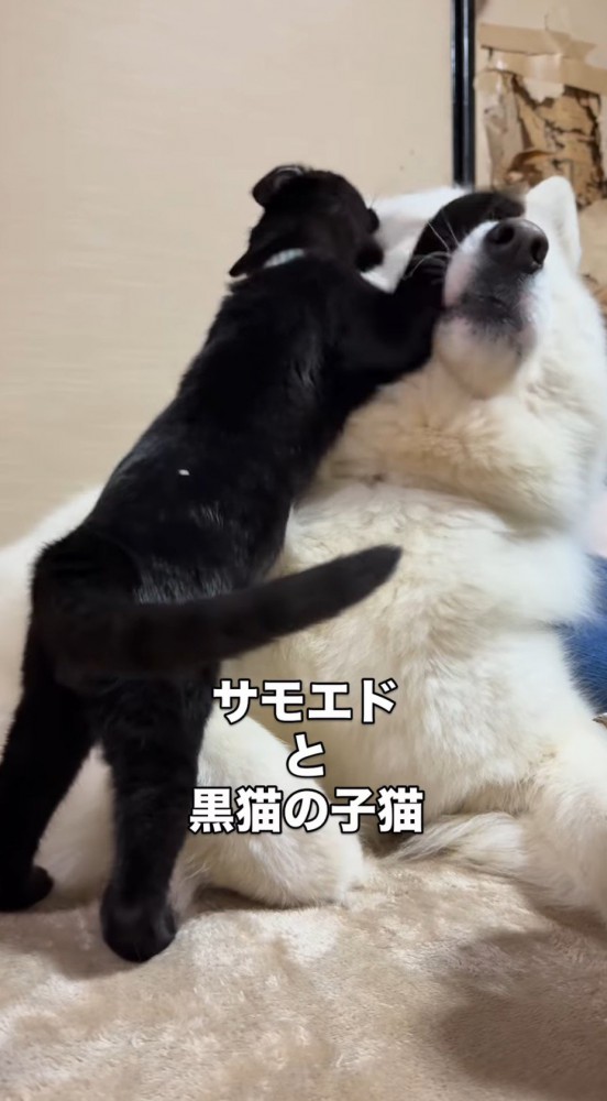 犬の顔にじゃれつく子猫