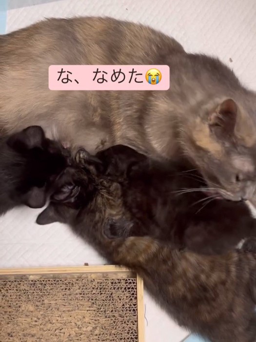 子猫をなめる母猫