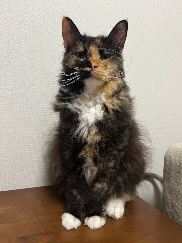 棚の上でお座りしている猫