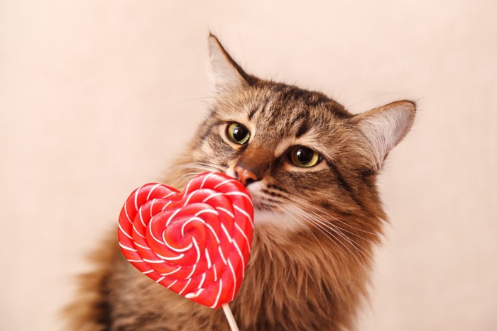 ハート型のキャンディーを見る猫