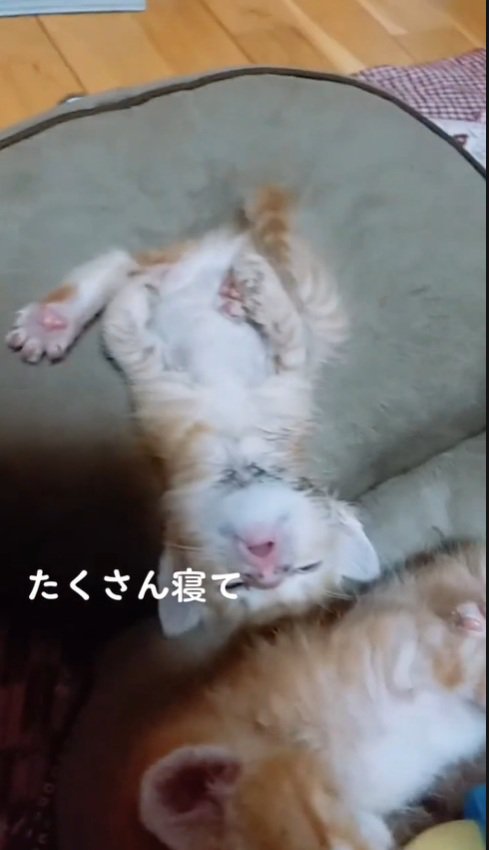 寝る子猫