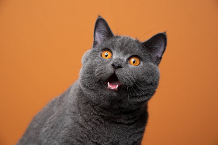驚く猫