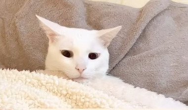 イカ耳で見下ろす猫