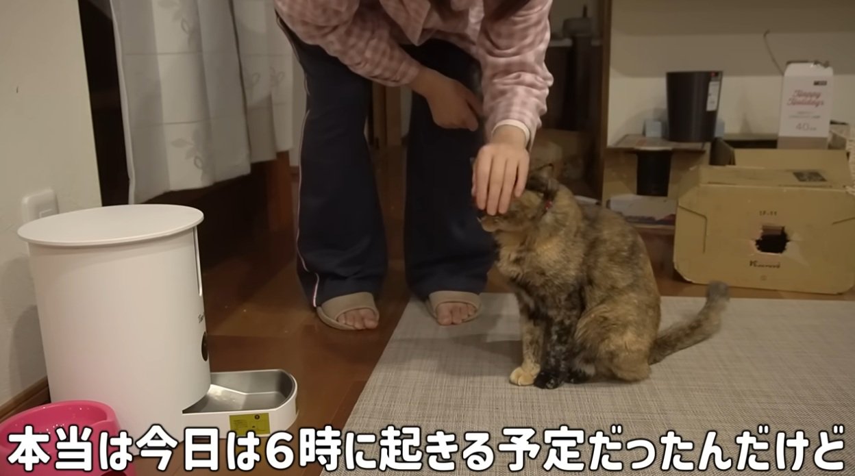 早朝にリビングにいる猫をなでる飼い主