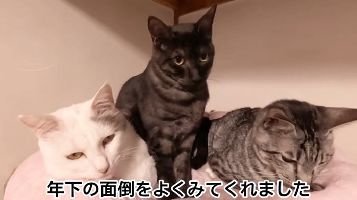 3匹の猫